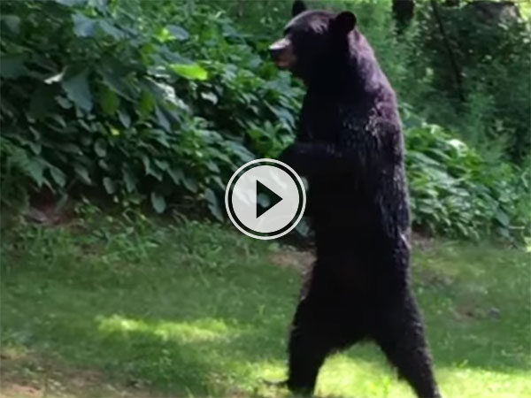 A bear walking on its hind legs (Video)