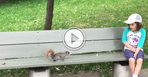 Squirrel pulls tooth in world first (Video)