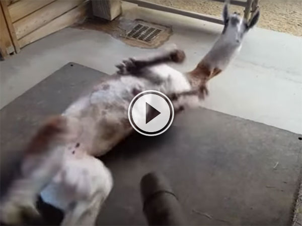 Lllama gets a leafblower massage (Video)