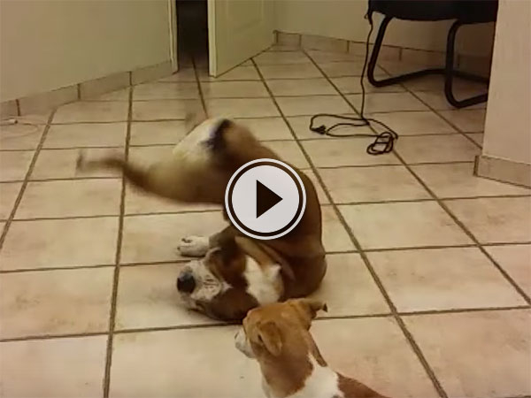 Bulldog fails spectacularly to catch ball (Video)