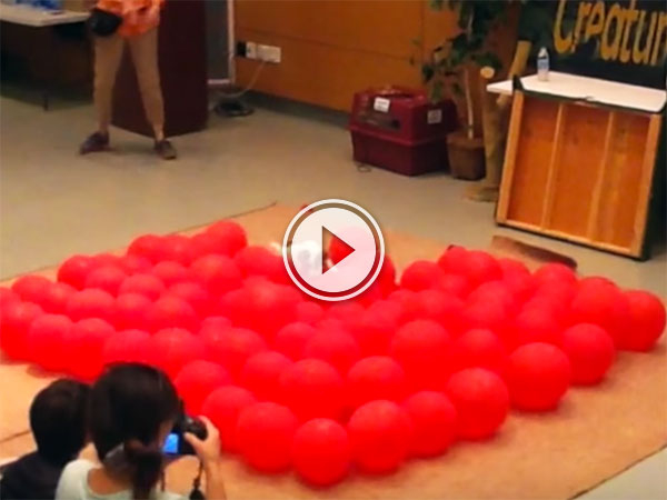 Jack Russell sets world record for balloon popping (Video)
