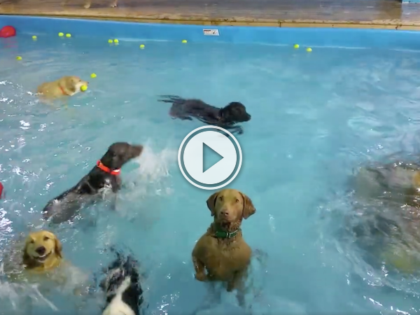 Deadpan dog just awkwardly stares at you during swim time (Video)