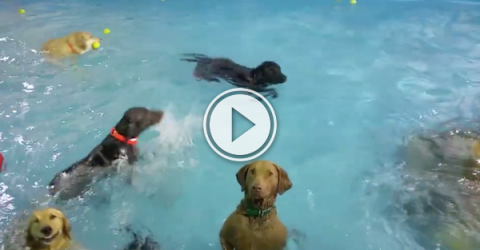 Deadpan dog just awkwardly stares at you during swim time (Video)