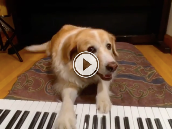 Maple the dog's practicing for his gig in the Blues bar (Video)
