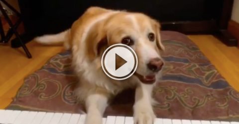 Maple the dog's practicing for his gig in the Blues bar (Video)
