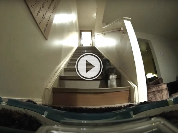 Did anyone ask the cat why the clothes were missing? (Video)