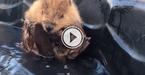 This cute little beaver is giving us the squeal feels! (Video)