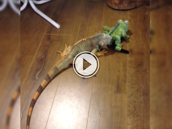Pip the Iguana meets a stuff lizard and shit ensues! (Video)