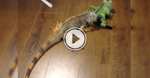 Pip the Iguana meets a stuff lizard and shit ensues! (Video)
