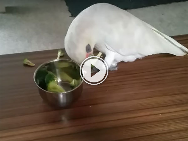 Eric the bird has a tough time with his broccoli (Video)