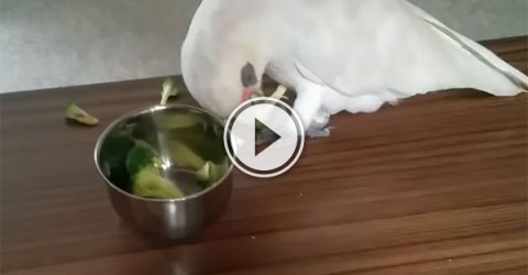 Eric the bird has a tough time with his broccoli (Video)