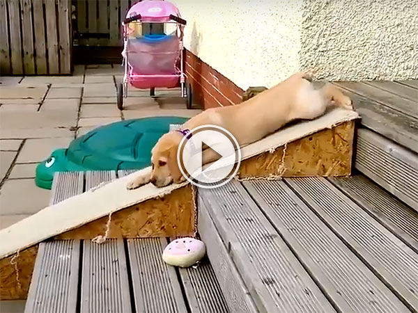 A Dogs on Slides compilation (Video)
