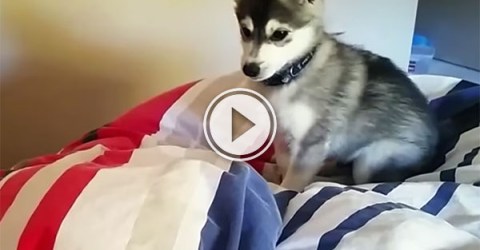 Clumsy Puppy compilation (Video)
