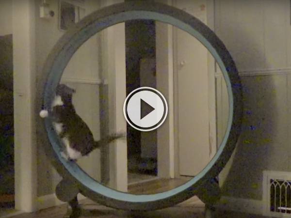 Is it really called a hamster wheel, if it's for cats? (Video)