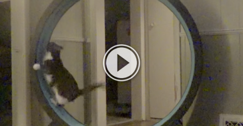 Is it really called a hamster wheel, if it's for cats? (Video)