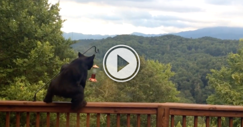 Sure, just walk right up and help yourself, Mr. Bear! (Video)