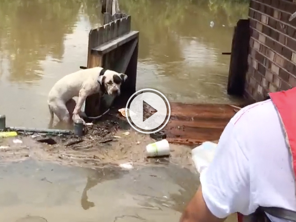 Dog gets rescued from floods in Louisiana (Video)