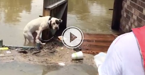 Dog gets rescued from floods in Louisiana (Video)