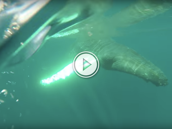 It ends pretty whale, when they come across a sleeping Humpback (Video)