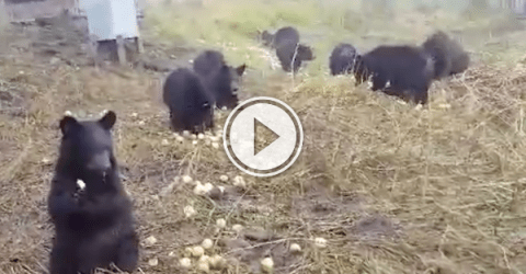 Orphaned bear cubs eating apples are powering the internet! (Video)