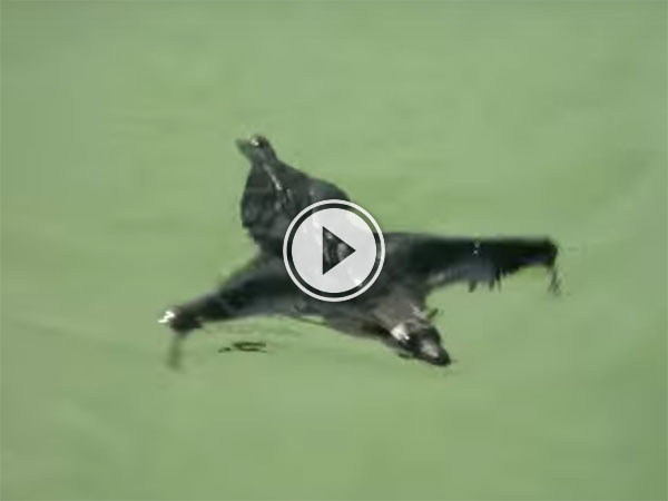A Bat swimming in a rock pond in India (Video)