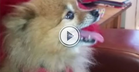 Stolen dog sings with joy after being found (Video)
