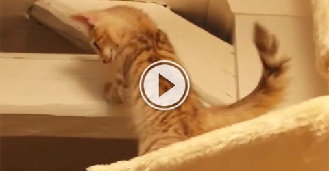 Clumsy kittens are adorable (Video)