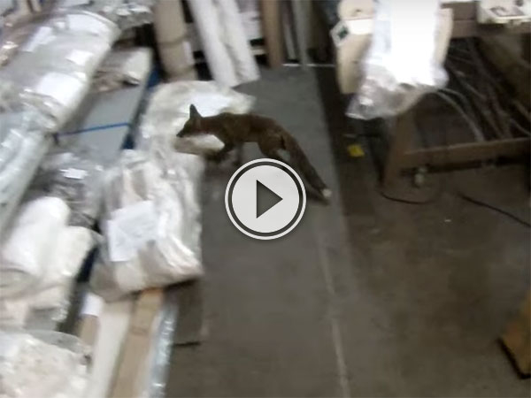 Men chase a fox around a warehouse maze (Video)