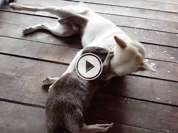 Dog and Otter play fighting is all the cute (Video)