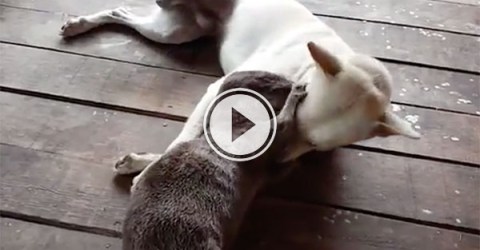 Dog and Otter play fighting is all the cute (Video)