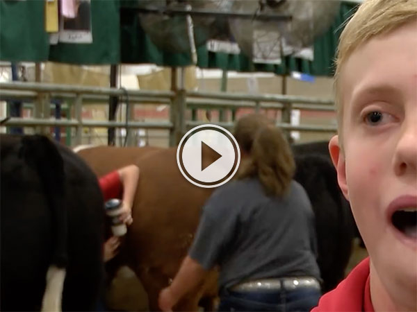 Boy gets stuck between two cows (Video)