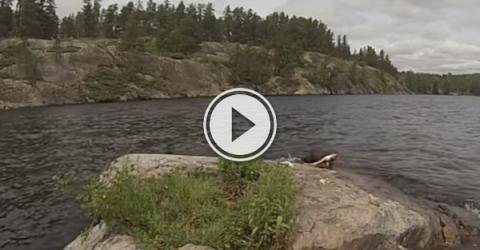 Otters are like the squirrels of the lake (Video)