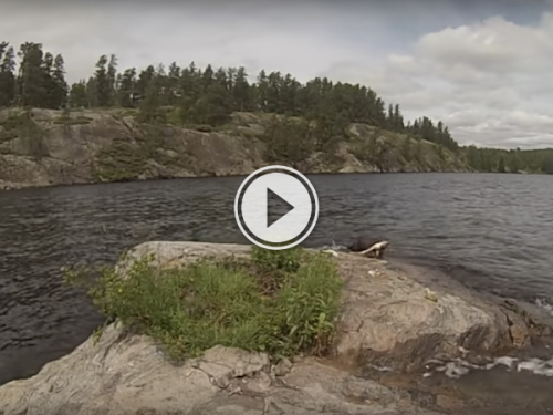 Otters are like the squirrels of the lake (Video)