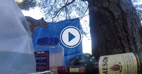 So squirrels can open containers now... I'm starting to get concerned (Video)