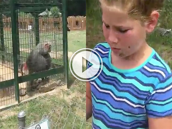Monkey has a dirty protest against girl (Video)