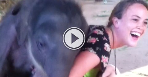 Adorable girl and cute elephant become best friends (Video)