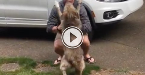 Dog can't contain excitement after seeing again after 8 months (Videos)