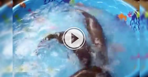 I wish I was having as much fun as these otters! (Video)