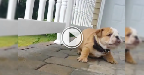 This little guy's not having any of this Monday morning (Video)