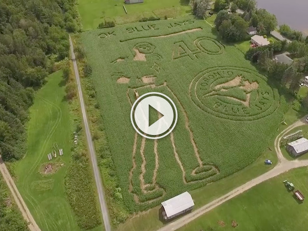 Now this is one hell of a bat-flippin' awesome corn maze! (Video)