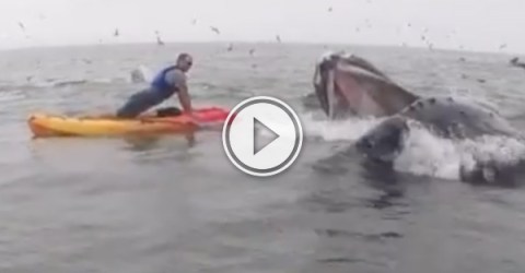 Massive whale joins vets push up challenge (Video)