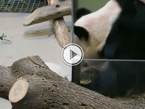 Clumsy panda cub takes a dive and mom goes to help (Video)