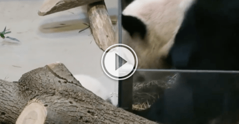Clumsy panda cub takes a dive and mom goes to help (Video)