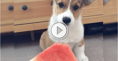 A dog and his watermelon are going get you through the week! (Video)