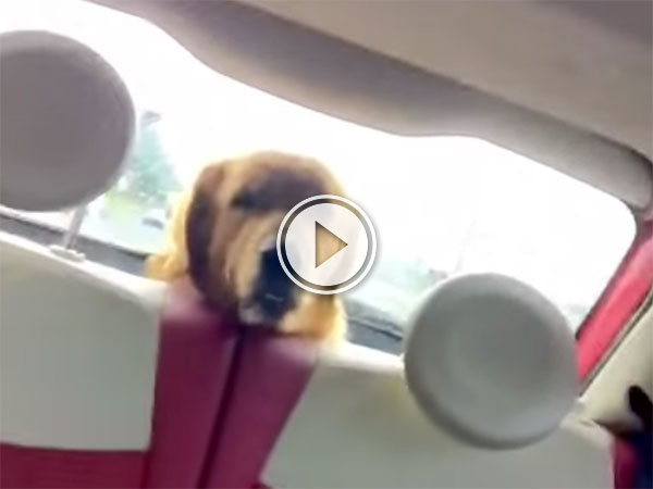 Dog can't handle car windscreen wiper (Video)