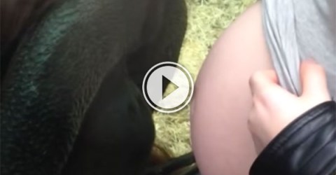 Orangutan is infatuated with baby bump (Video)
