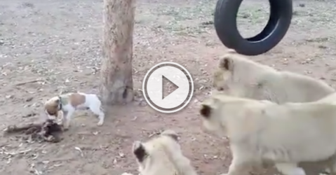 Little Jack Russell puppy thinks he's a lot bigger than he really is (Video)