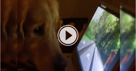 Cute pup can't go outside; does the next best thing.. (Video)