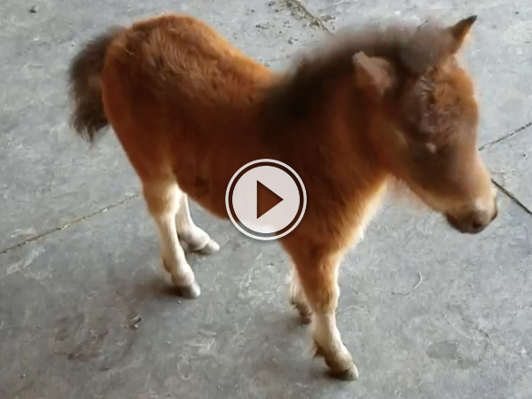 Adorable baby mini horse chases man (Video)