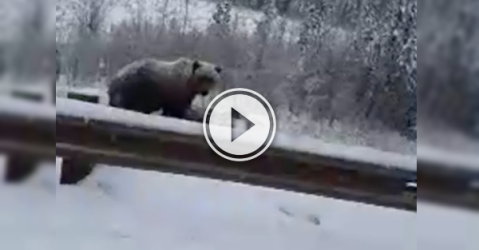 Oh the things you see, driving along in Canada (Video)